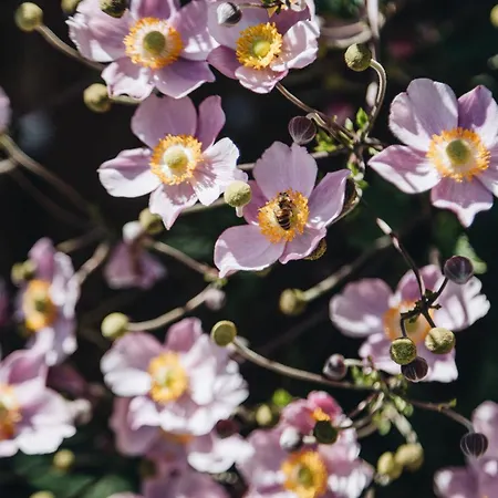 Hotel Biohotel Amadeus