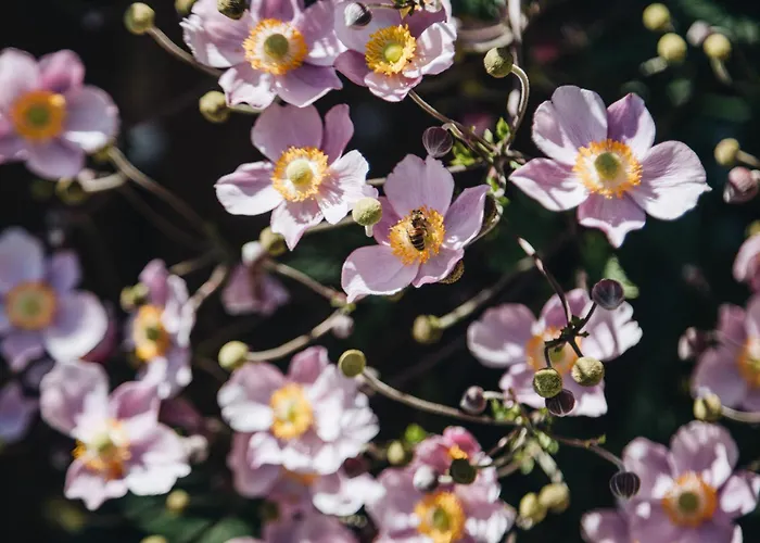 Hotel Biohotel Amadeus