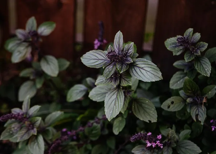 Biohotel Amadeus 4* Schwerin (Mecklenburg-Vorpommern)