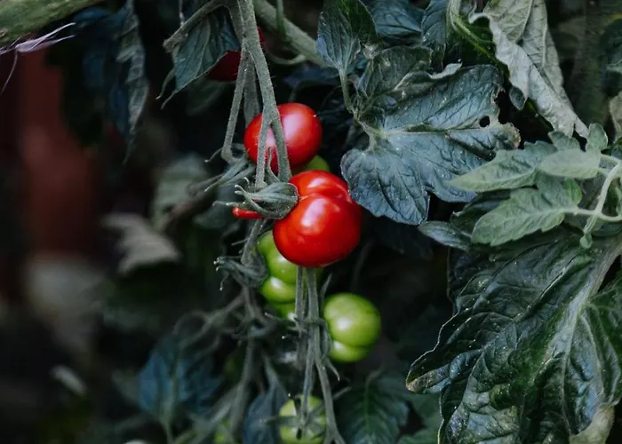 Hotel Biohotel Amadeus